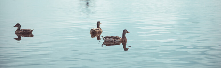 a flock of ducks