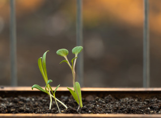 Some garden flowers have just germinated. Young flower seedlings