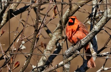 The northern cardinal is a bird in the beautiful. The photo was taken on a fence.

