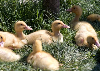 young ducks on the grass