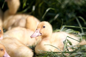 young ducks on the grass
