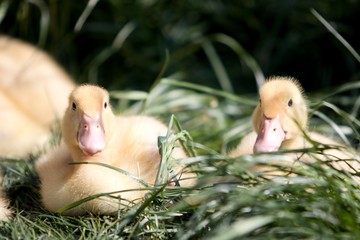 young ducks on the grass