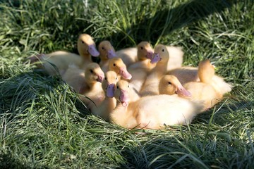 young ducks on the grass