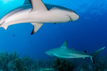Reef Sharks swimming