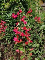 Fototapeta na wymiar RARE red flowers in a garden