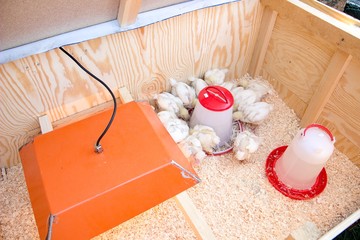 young chicken in box with food and water
