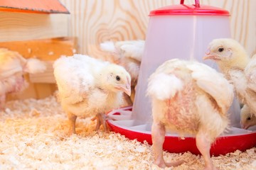 young chicken in box with food and water