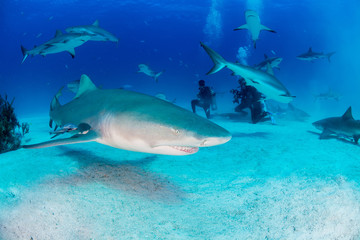 Sharks swimming arround