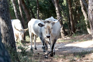 white cows going in the forrest