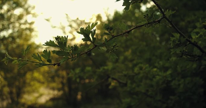 sunbeams through a beautiful growing plant in the forest