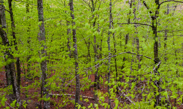 Birch Tree Forest Near Eagle Lake, Acadia National Park, Maine, USA