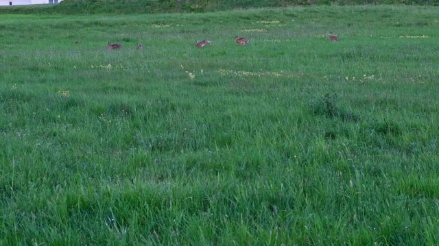 Super slow motion. Group of brown wild rabbits chasing and playing in suburb area. Camera following the rabbits, distant vantage point