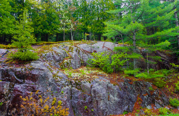 Granite Outcropping In The Forest on Cadillac Mountain, Mount Desert Island, Acadia National Park, Maine, USA