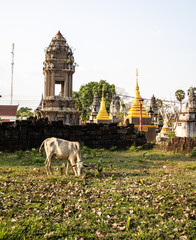 Cow near Nokorbachey buddhist pagoda, Kampong Cham, Cambodia