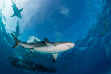 Reef Sharks swimming