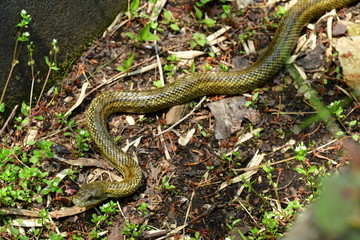 アオダイショウ