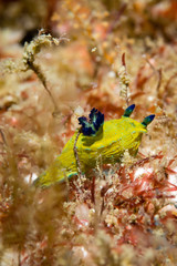 Nudibranquinos