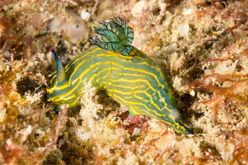 Nudibranquinos