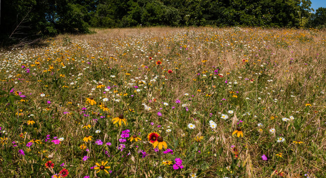 Variety of Texas Wildflowers, Washington On The Brazos State Park, Washington, Texas USA