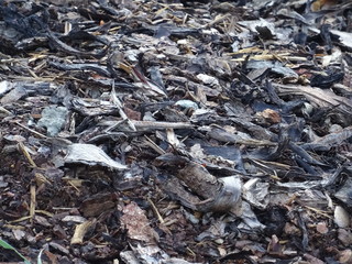 dead fish on the beach