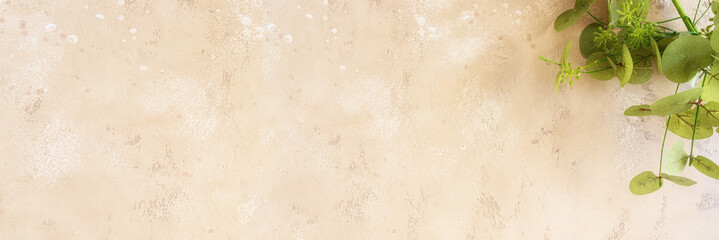 Beige concrete background with green eucalipus plant. Large  web banner for copy space .