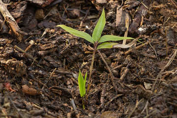 Young Mosso bamboo in the garden. Growing new shoots