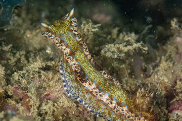 Nudibranquinos