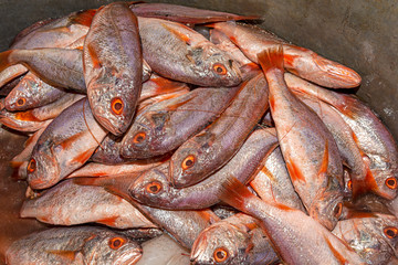 A heap of small soldier croaker fish in a metallic container.