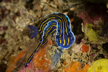 Nudibranquinos