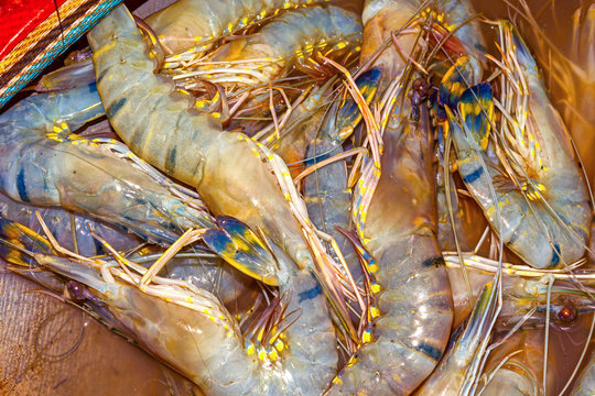 Fresh, colorful tiger prawns in a bucket.
