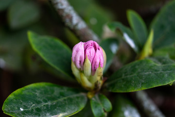 Bud of blooming plant in spring