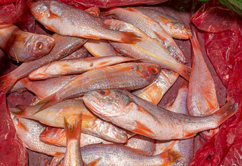 A heap of small soldier croaker fish in a red plastic container.