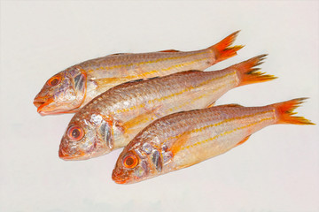 Fresh soldier croaker fish on white background.