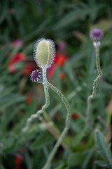 poppy seed head. Summer blooming poppy plant with ellipse shape flower bud closeup of fluffy surface