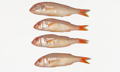 Fresh soldier croaker fish on white background.