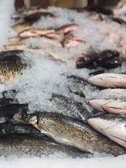 frozen fish on iced background