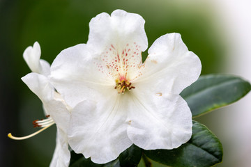 White petal of blooming plant in spring