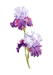 Hand drawn watercolor illustration of Iris.