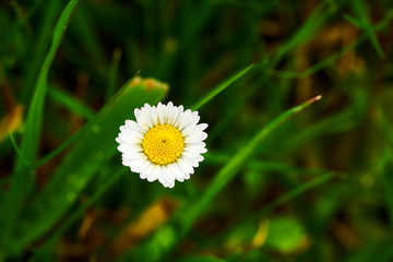 Margarita, flor de jardin