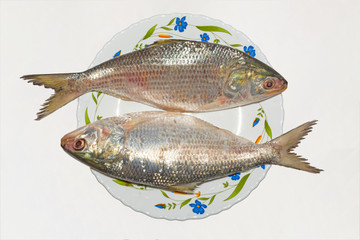 Fresh tenualosa ilisha or hilsa fish in a ceramic plate.