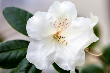 Fototapeta na wymiar White petal of blooming plant in spring