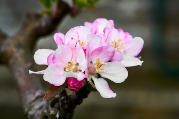 Flor de &aacute;rbol de la manzana