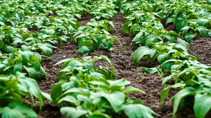 Plantación de patatas