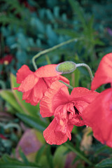 red and green. Blooming filed of red poppies wet after rain in summertime