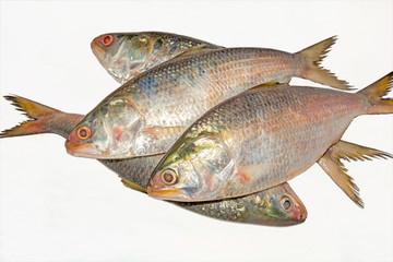 Fresh tenualosa ilisha or hilsa fish on white background