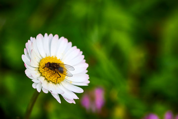 Obraz premium Mosca comiendo sobre la flor