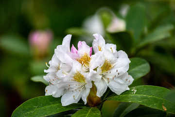 White petal of blooming plant in spring