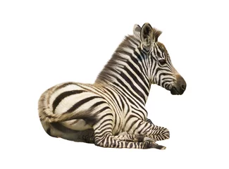 Cercles muraux Zèbre young zebra isolated