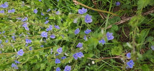 blue flowers in the grass