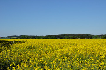 Obraz premium Rapsfeld1